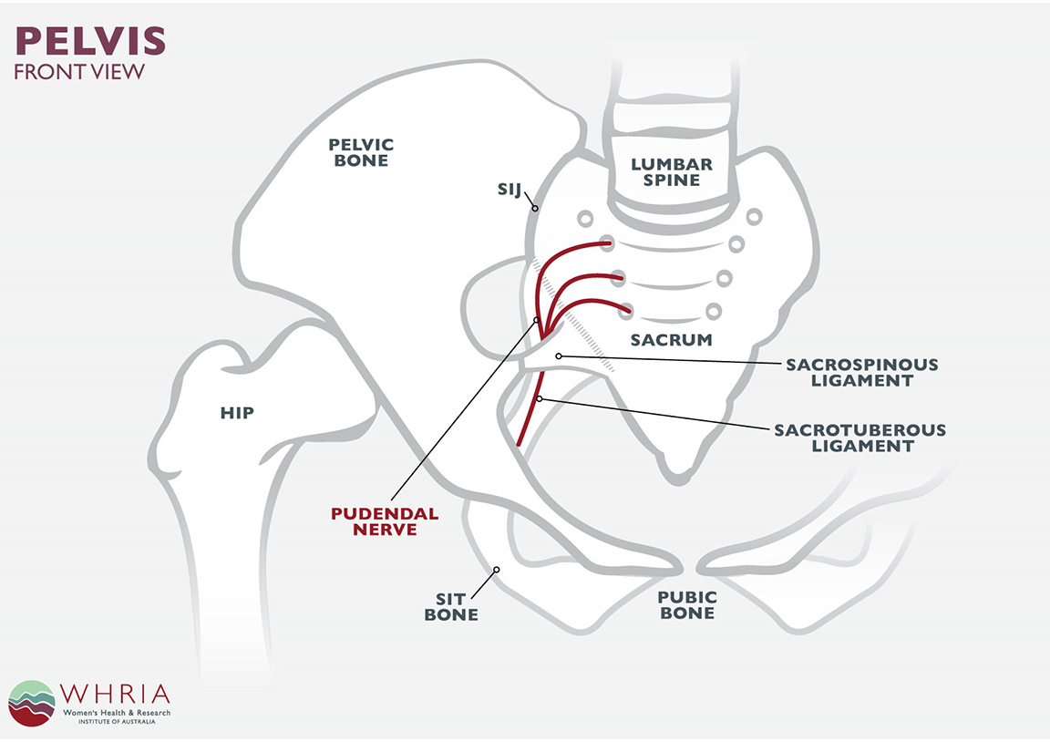 Pudendal Neuralgia Treatment Symptoms Whria Dermatomes Chart And Map Sexiz Pix 